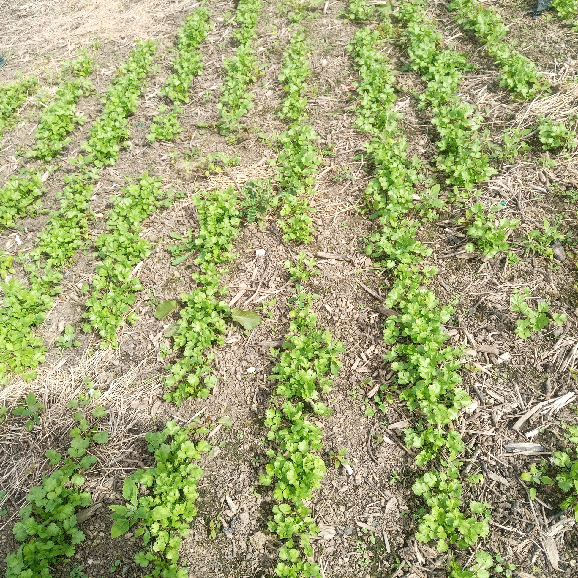 Culture de coriandre sur mulch semée au semoir semMulch Agridrill