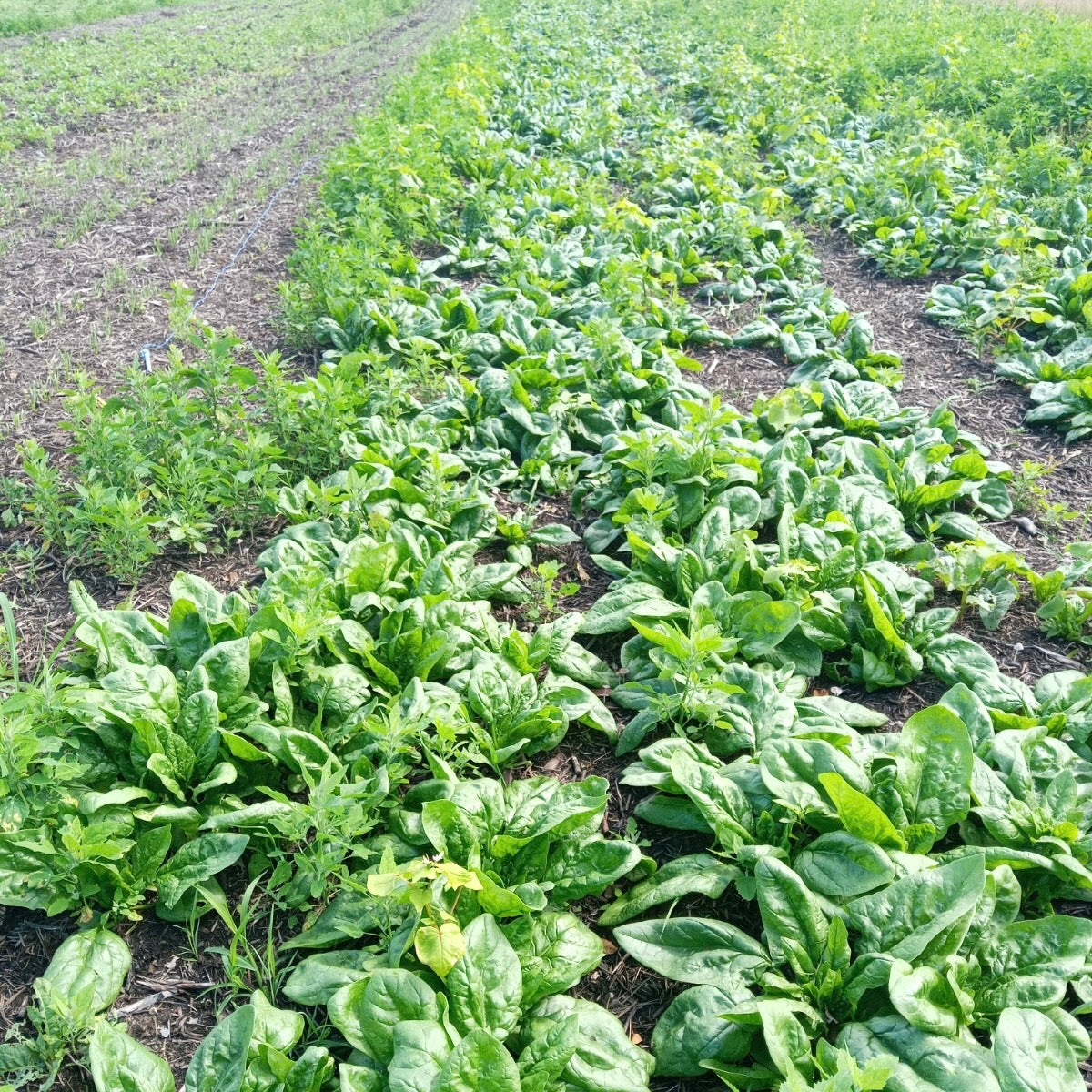 S
Semi d'épinards sur compost grande roue semeuse mulch semoir agridrill zero desherbage