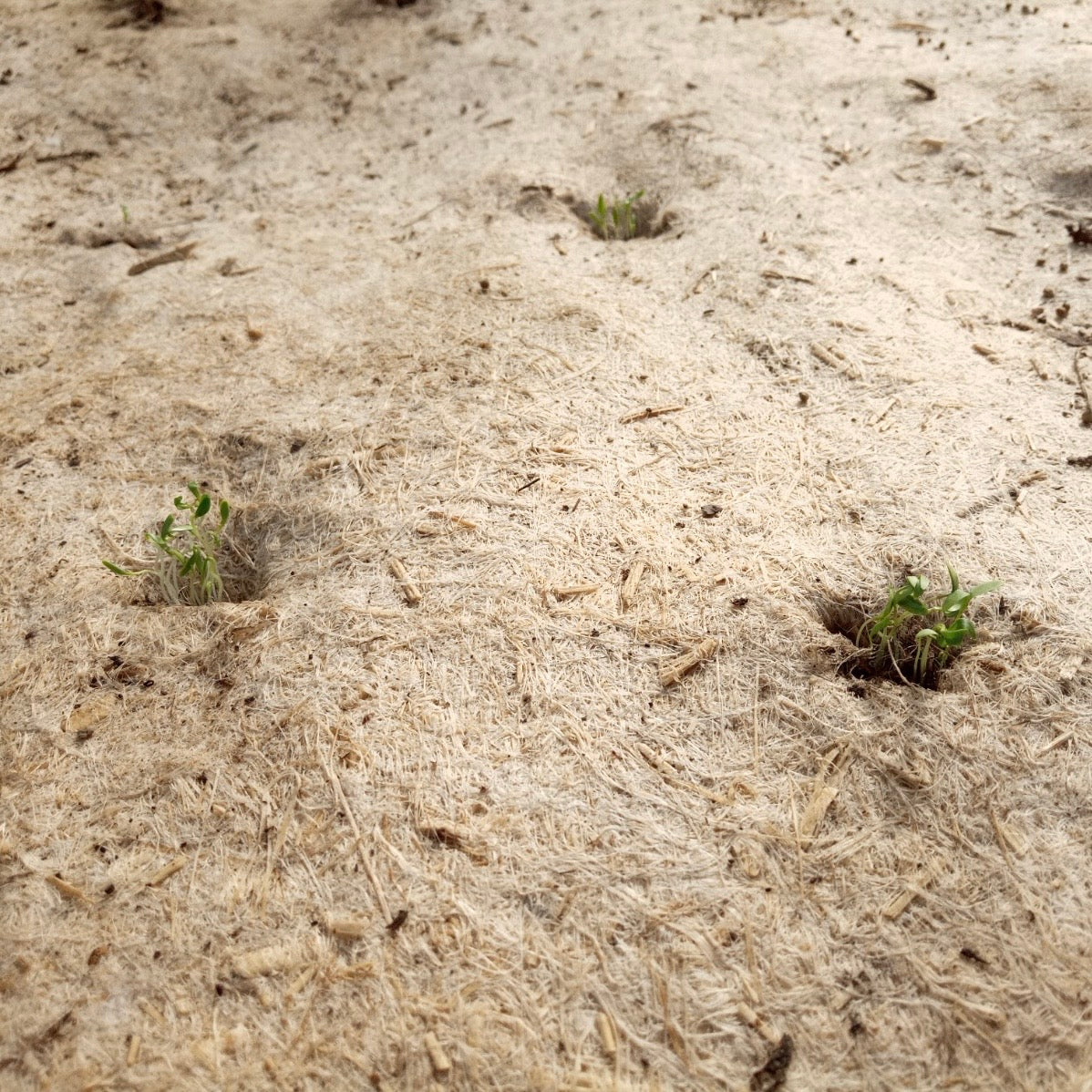 La Grosse Canne à semer votre semoir MSV